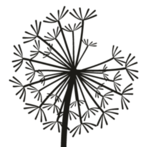 cropped dandelion 1